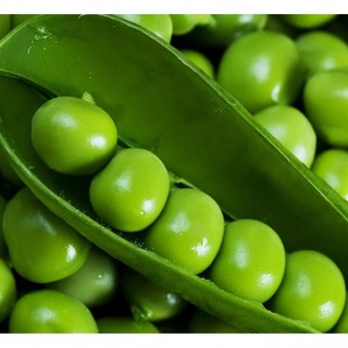 10g Hạt Giống Đậu Hà Lan leo siêu to Chịu Nhiệt Hạt To (Pisum sativum)