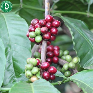 Cà Phê Đức Anh Arabica