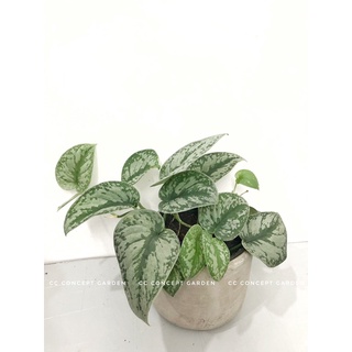 (Hỏa Tốc) Set Trầu Bà Lụa & Chậu Xi Măng Decor