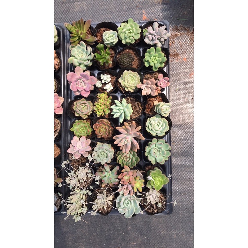 Combo 100 bầu sen đá