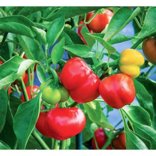 Mua Hạt giống Ớt chuông còn được gọi là ớt ngọt  ớt đà lạt (ớt trái to)