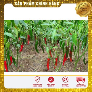 Hạt Giống Ớt Chỉ Địa Thái Lan - 30 hạt