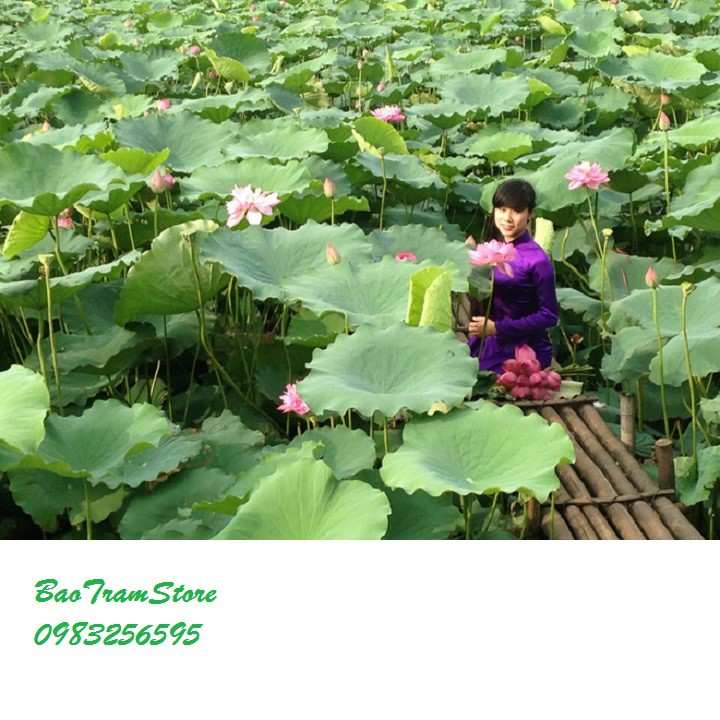 Hạt giống hoa sen Hồ Tây gói 10 hạt xuất xứ Việt Nam