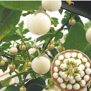 Hạt Giống Cà Pháo Trắng (1g)