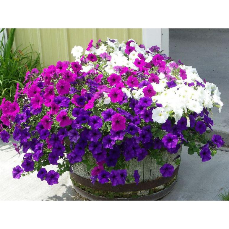 300H - Hạt giống dạ yến thảo mix F1