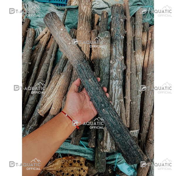 Lũa Thạch Sùng - (1kg) Dùng Để Setup Bể Thủy Sinh, Layout Phong Cách Rừng Cực Đẹp và Tự Nhiên