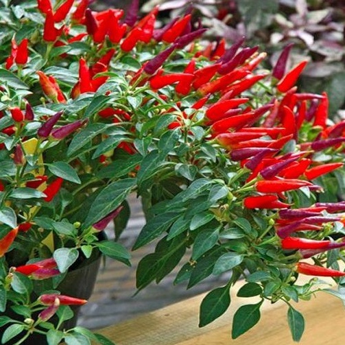 Hạt giống ớt chỉ thiên