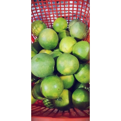 Cam xoàn nguyên trái vườn vĩnh long trồng bao ngon ngọt