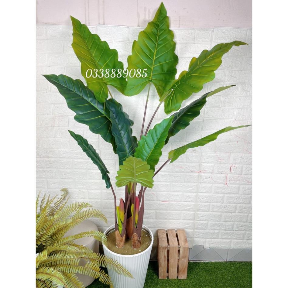 Cây giả-Cây Tai Voi Nam Phi loại cao cấp ,decor cực đẹp