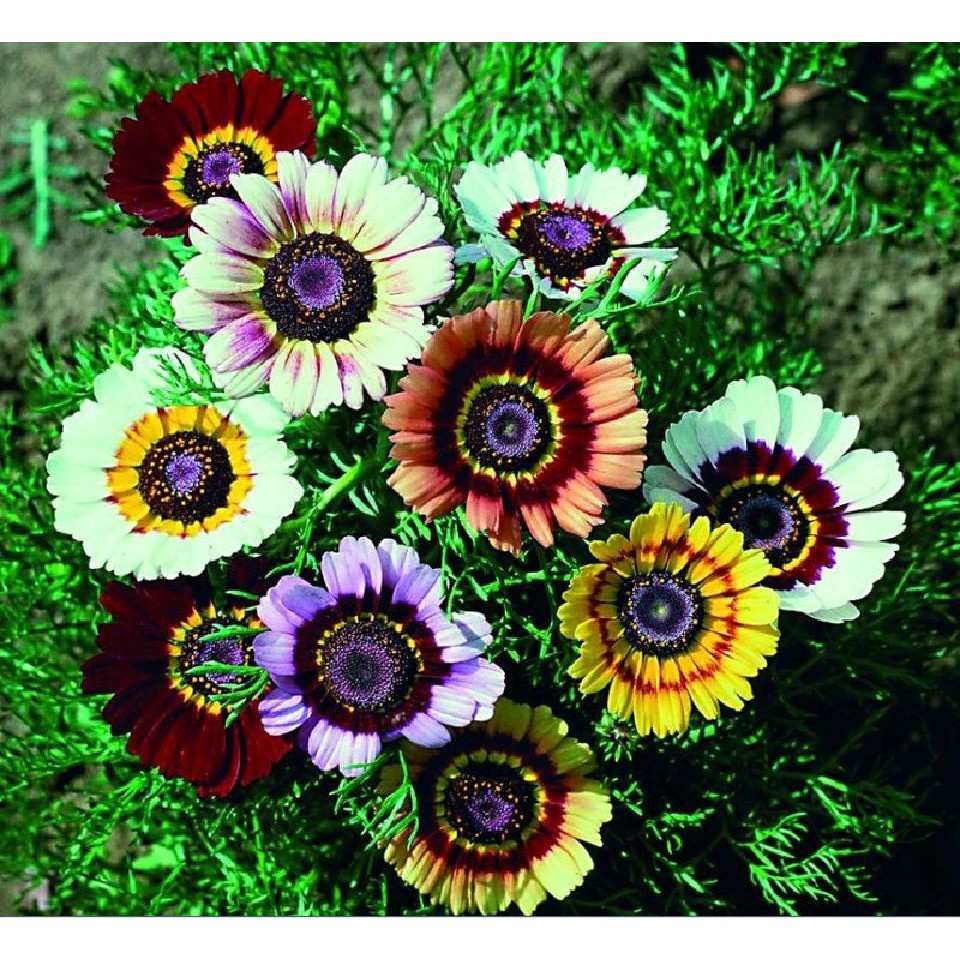 Hạt giống hoa cúc chi hỗn hợp nhiều màu gói 50 hạt