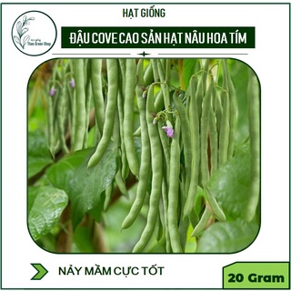 Hạt giống đậu Cove leo Cao Sản 20g