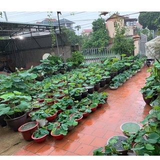 10 Củ Sen Giống (Hoa sen)