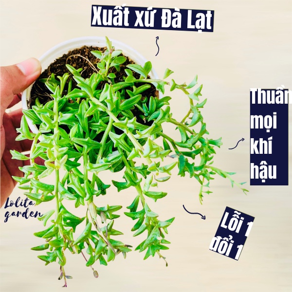 SEN ĐÁ CÁ HEO SIZE TRUNG BÌNH, HÀNG ĐÀ LẠT, SIÊU XINH SIÊU KHỎE, LỖI 1 ĐỔI 1