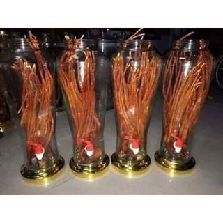 Nấm linh chi sừng hươu
