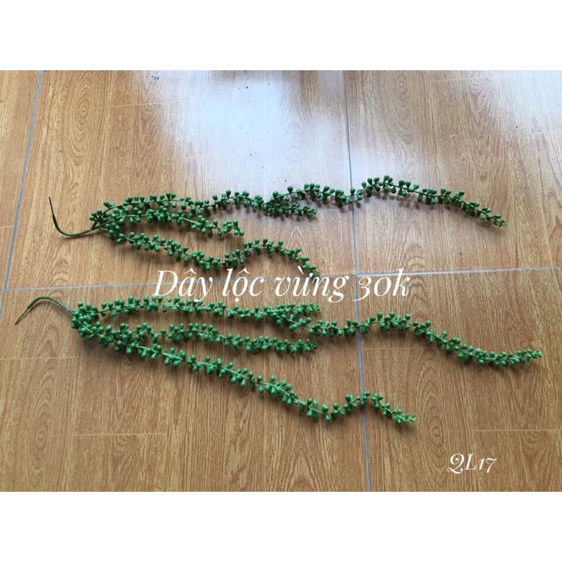 Rủ lộc vừng