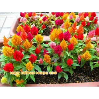 Hạt Giống Hoa Mào Gà Lửa Mix - 100 Hạt