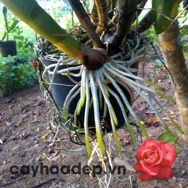 Auxin Alpha Na-NAA 98% tan trong nước  gói 100g