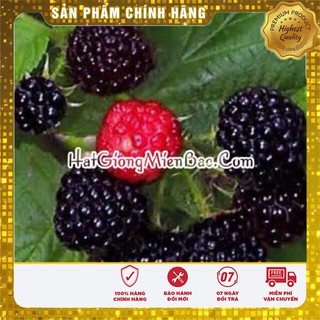 Hạt Giống Mâm Xôi Đen, Đỏ(10 hạt)
