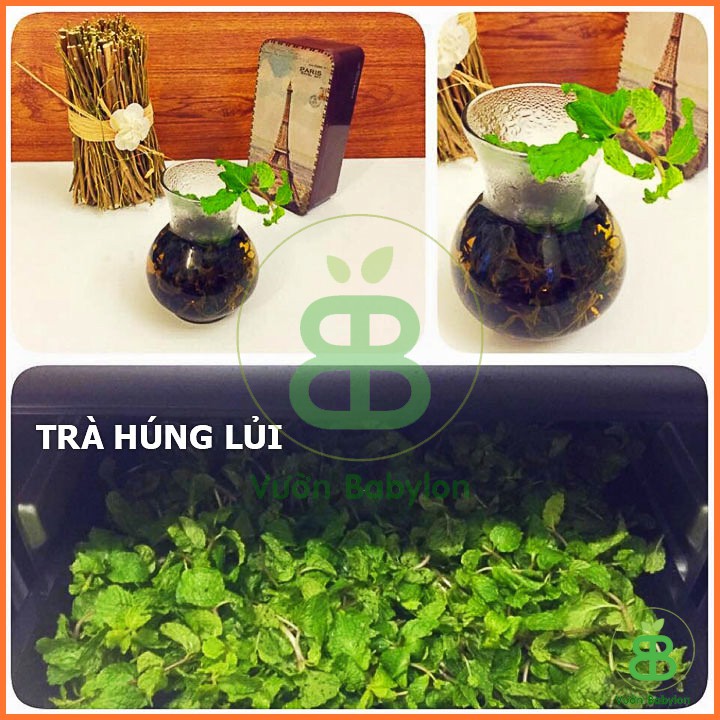 Hạt Giống Rau Húng Lủi (Bạc Hà Âu) 0,2G