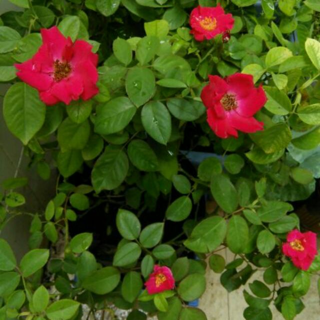 cây hoa hồng quế cao 100cm