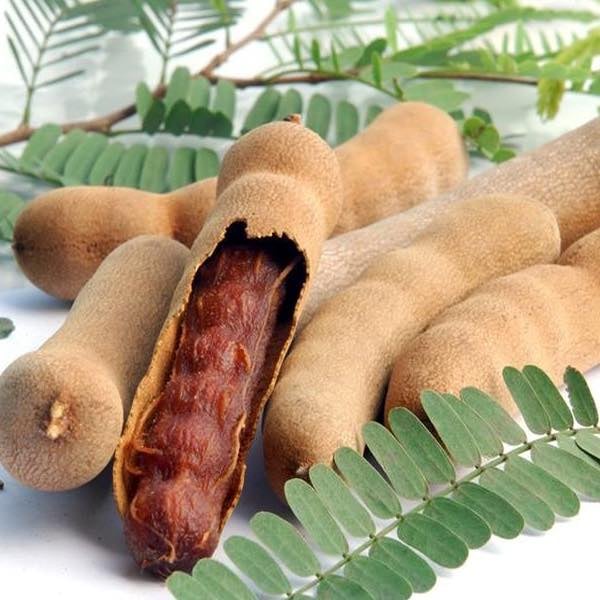 Cây Giống me thái ghép siêu sơm