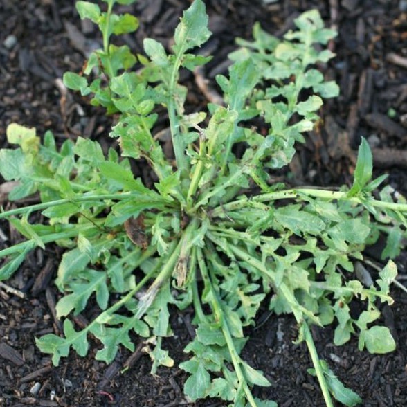 100H - Hạt giống kale shepherds - Thực phẩm dành cho sức khỏe