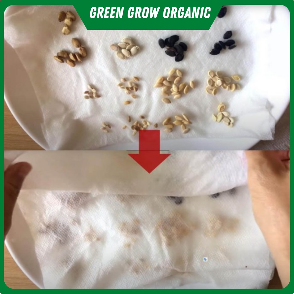 Hạt giống rau mùi GREEN GROW ORGANIC hạt giống hữu cơ chịu nhiệt tốt tỉ lệ nảy mầm cao