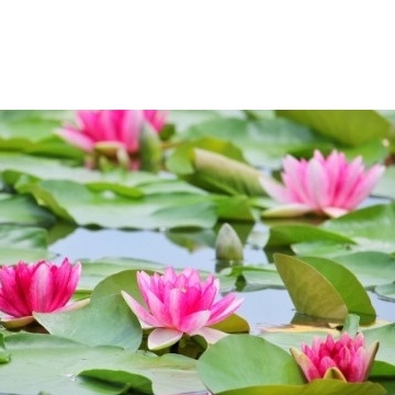 Phân bón cho sen súng dạng viên Thailand, phân hữu cơ kích ra hoa NPK 9-23-20 dành cho sen súng các loại, vỉ 12 viên