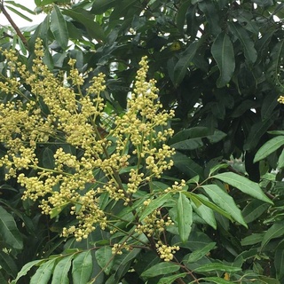 cây nhãn ghép (nhãn Sông Mã)
