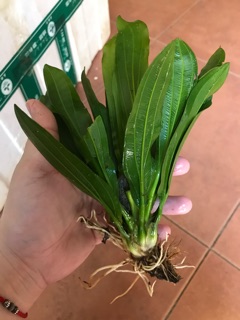 Cây lưỡi mèo thuỷ sinh