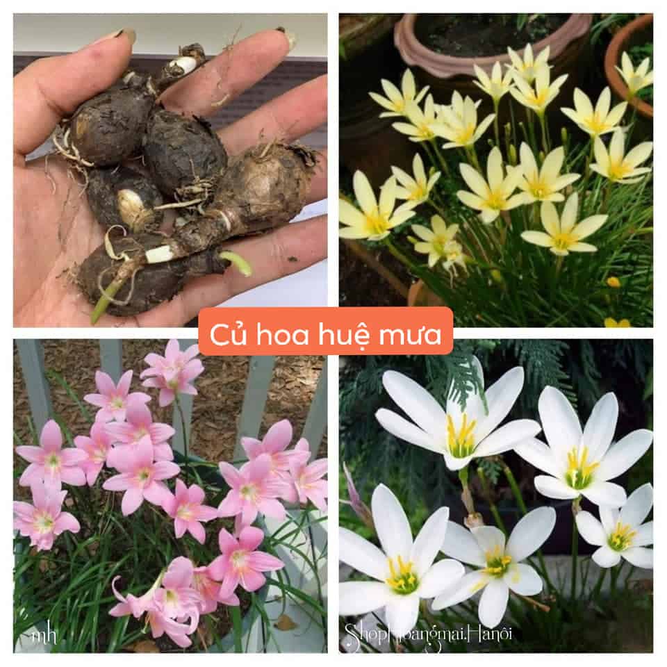 ( Mới bán Tặng ) Củ Huệ Mưa  Rẻ Dễ Trồng 1k