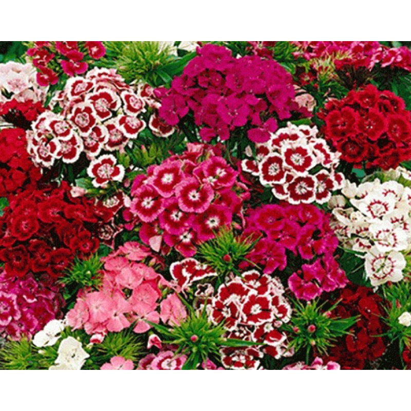 Hạt giống hoa cẩm chướng chùm mix màu