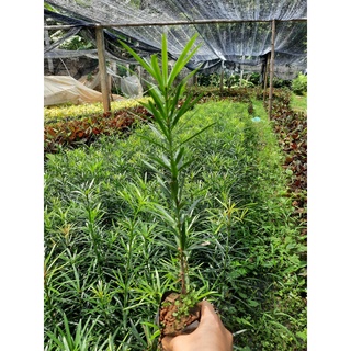 5 CÂY TÙNG LA HÁN - VẠN NIÊN TÙNG cây 30-40cm