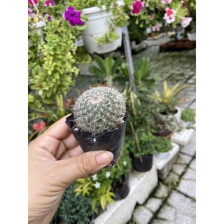 Xương rồng bánh sinh nhật