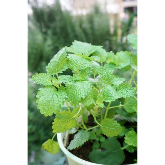 Cây bạc hà Chanh Sả lemon balm, cây gia vị, đuổi côn trùng