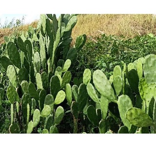 10kg lá xương rồng tai thỏ để trồng.