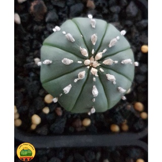 Aster Nudum lai Superkabuto, cây nhập Thái