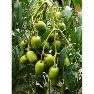 CÂY GIỐNG CÓC THÁI