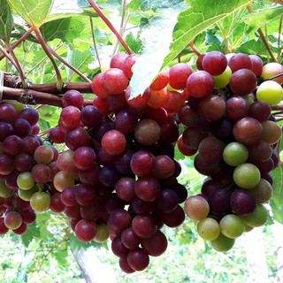 Hạt giống nho leo giàn pháp 10 hạt (TẶNG gói kích thích hỗ trợ hạt nảy mầm)