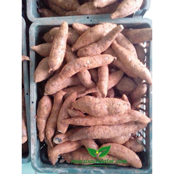 Khoai lang Mật 1kg