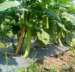 1gram- Hạt giống cà xanh Thái siêu dài