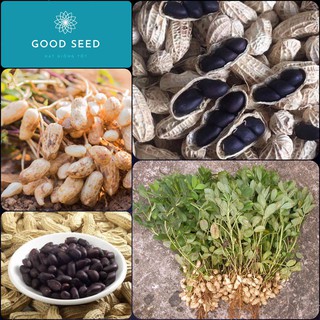 Hạt giống lạc đen cực dễ trồng gói 15 hạt