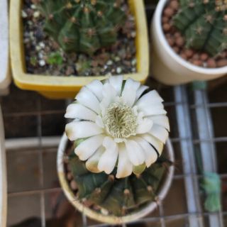 3 Cây Xương Rồng Gymno