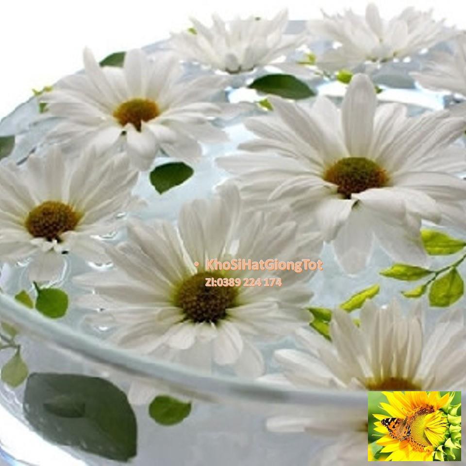 Gói 50 Hạt Giống Hoa Cúc Chi Trắng - 60cm Shasta (Chrysanthemum)