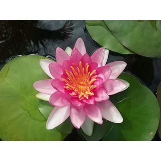 Cây  hoa súng Thái Lan màu đỏ dưa hấu K-04