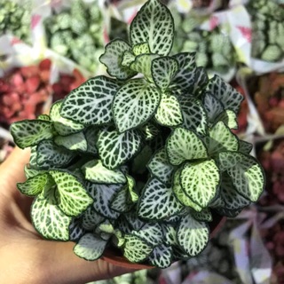 Cây may mắn (Fittonia, cẩm nhung) để bàn làm việc, trang trí nhà cửa, sân vườn