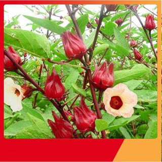 Hạt Giống Atiso Đỏ