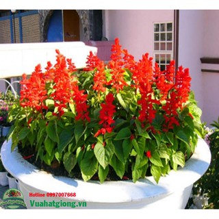 50 hạt giống Hoa xác pháo - Rau củ quả trồng tại vườn, sân thượng, nông trang, ban công