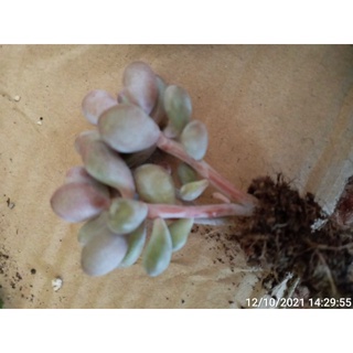 Cây sỏi hồng