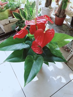 Cây Hồng Môn